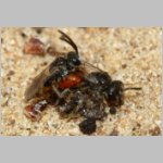 Sphecodes sp - Blutbiene 14f 4-5mm Paarung - Sandgrube Niedringhaussee.jpg